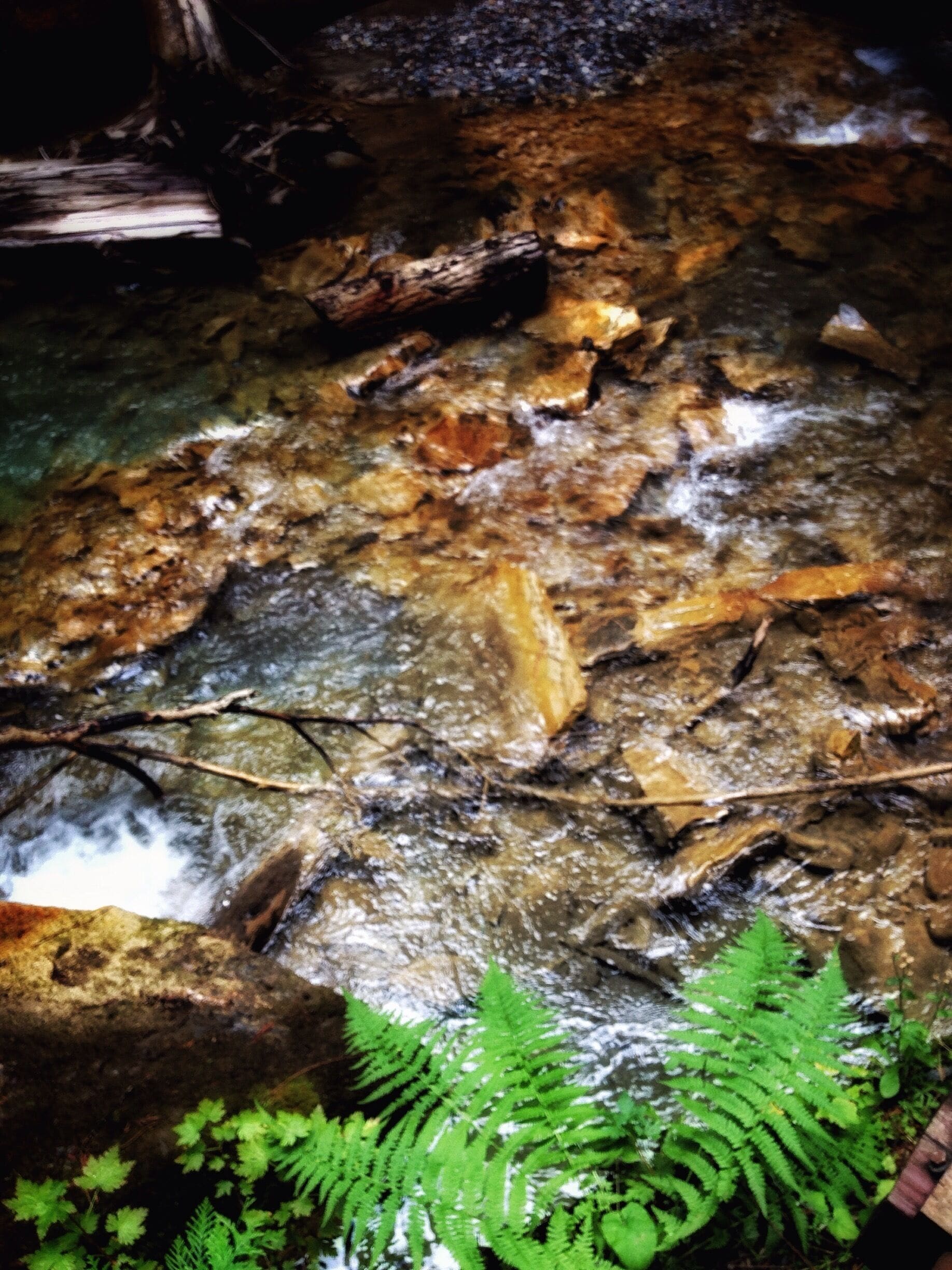 I loved how this fern decided to grow in the most perfect spot possible. The contract in colour was so appealing to me.
