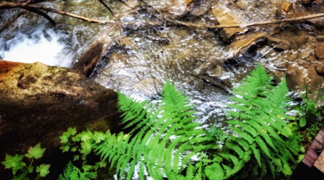 I loved how this fern decided to grow in the most perfect spot possible. The contract in colour was so appealing to me.