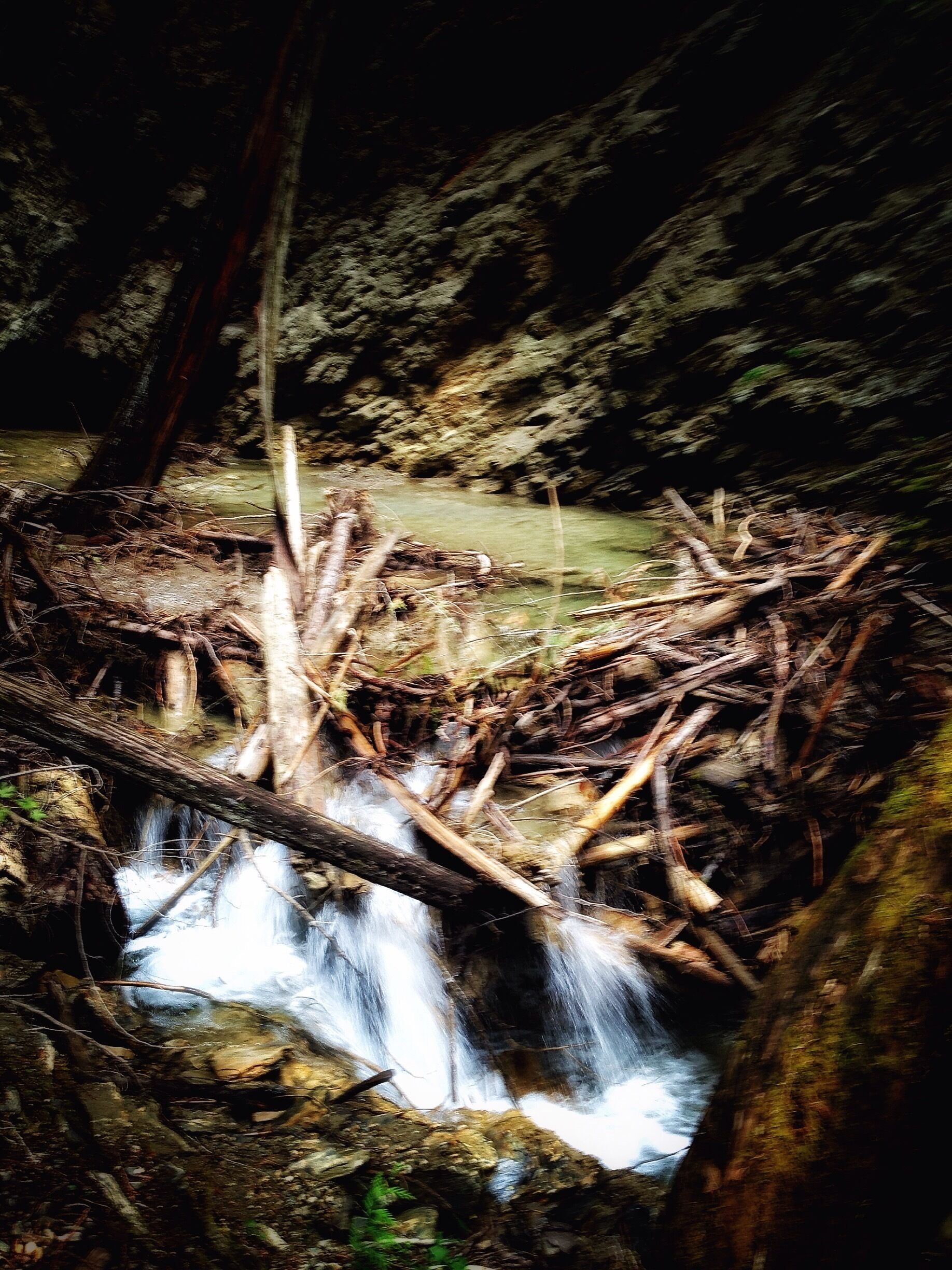 Along the path that plates you to Margaret Falls. It feels like your trapped deep within the mountain surrounded by towering trees and the smell of a rain forest. Normally a 10 minute hike - I turned it into 45 from all the photos I took and from just absorbing it all in. This place reminded me so much of Rickets Glen but in a much larger scale. 
