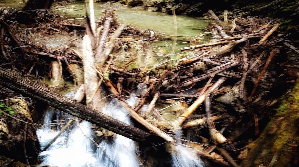 Along the path that plates you to Margaret Falls. It feels like your trapped deep within the mountain surrounded by towering trees and the smell of a rain forest. Normally a 10 minute hike - I turned it into 45 from all the photos I took and from just absorbing it all in. This place reminded me so much of Rickets Glen but in a much larger scale.