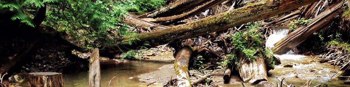 Along the path that plates you to Margaret Falls. It feels like your trapped deep within the mountain surrounded by towering trees and the smell of a rain forest. Normally a 10 minute hike - I turned it into 45 from all the photos I took and from just absorbing it all in. This place reminded me so much of Rickets Glen but in a much larger scale.