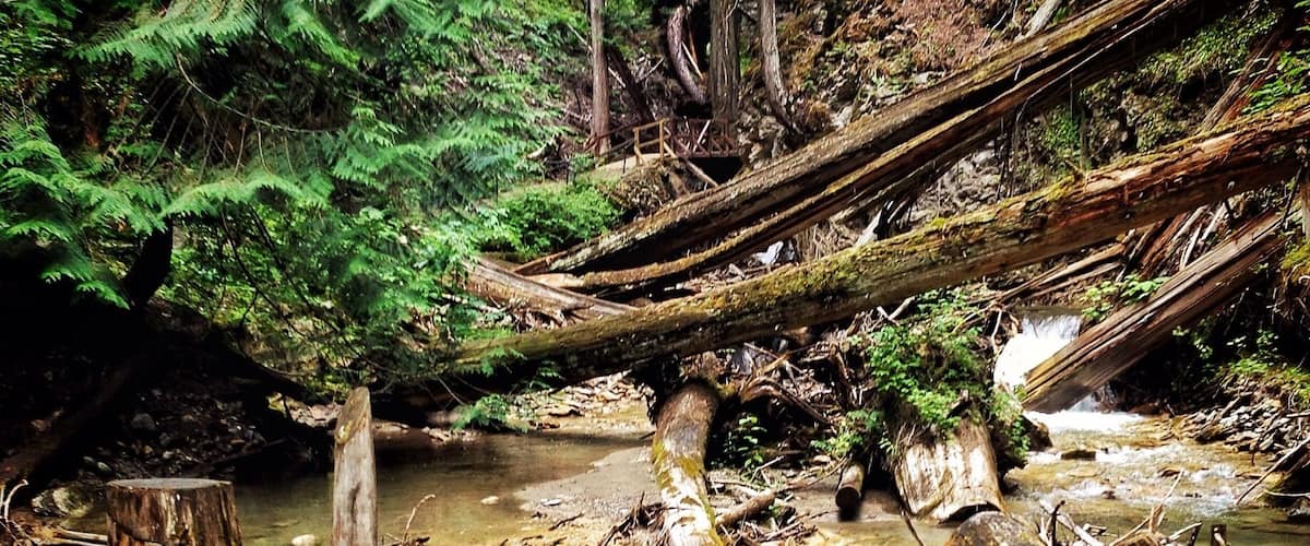 Along the path that plates you to Margaret Falls. It feels like your trapped deep within the mountain surrounded by towering trees and the smell of a rain forest. Normally a 10 minute hike - I turned it into 45 from all the photos I took and from just absorbing it all in. This place reminded me so much of Rickets Glen but in a much larger scale.