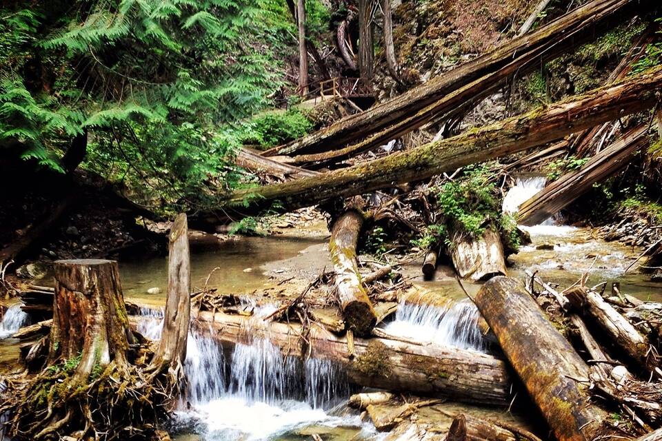 Un ruisseau de forêt, avec des troncs d’arbres tombés et une cascade.