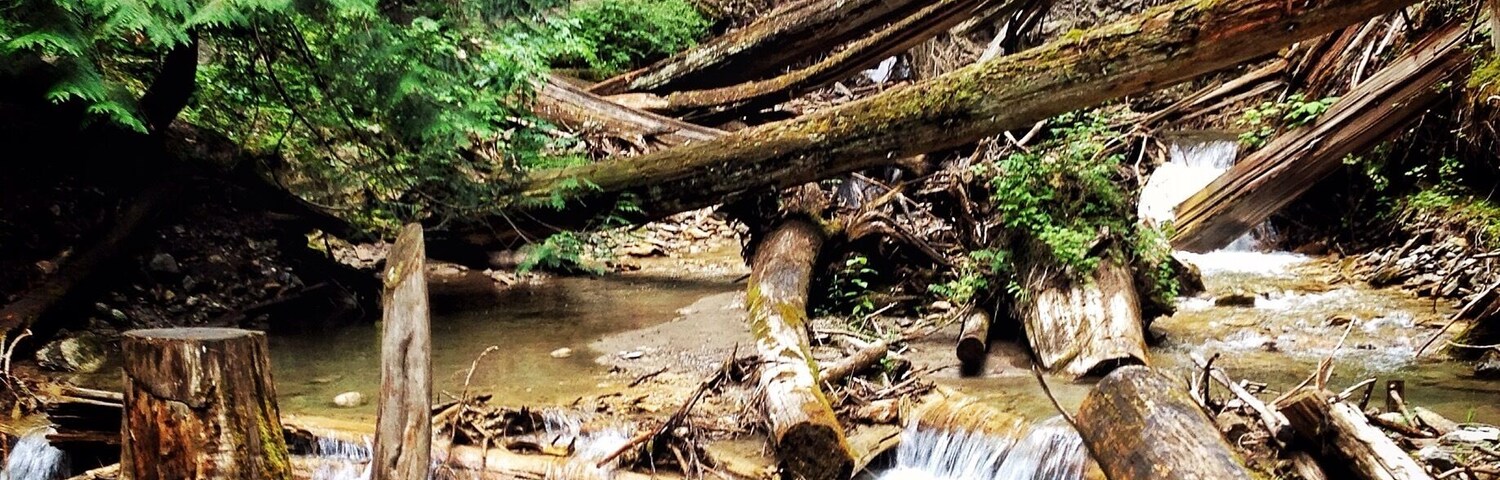 Along the path that plates you to Margaret Falls. It feels like your trapped deep within the mountain surrounded by towering trees and the smell of a rain forest. Normally a 10 minute hike - I turned it into 45 from all the photos I took and from just absorbing it all in. This place reminded me so much of Rickets Glen but in a much larger scale.