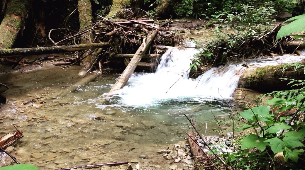 Along the path that plates you to Margaret Falls. It feels like your trapped deep within the mountain surrounded by towering trees and the smell of a rain forest. Normally a 10 minute hike - I turned it into 45 from all the photos I took and from just absorbing it all in. This place reminded me so much of Rickets Glen but in a much larger scale.