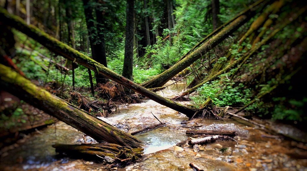 Along the path that plates you to Margaret Falls. It feels like your trapped deep within the mountain surrounded by towering trees and the smell of a rain forest. Normally a 10 minute hike - I turned it into 45 from all the photos I took and from just absorbing it all in. This place reminded me so much of Rickets Glen but in a much larger scale.