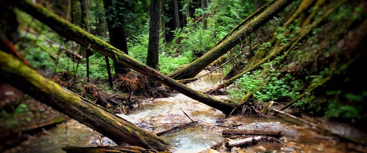 Along the path that plates you to Margaret Falls. It feels like your trapped deep within the mountain surrounded by towering trees and the smell of a rain forest. Normally a 10 minute hike - I turned it into 45 from all the photos I took and from just absorbing it all in. This place reminded me so much of Rickets Glen but in a much larger scale.