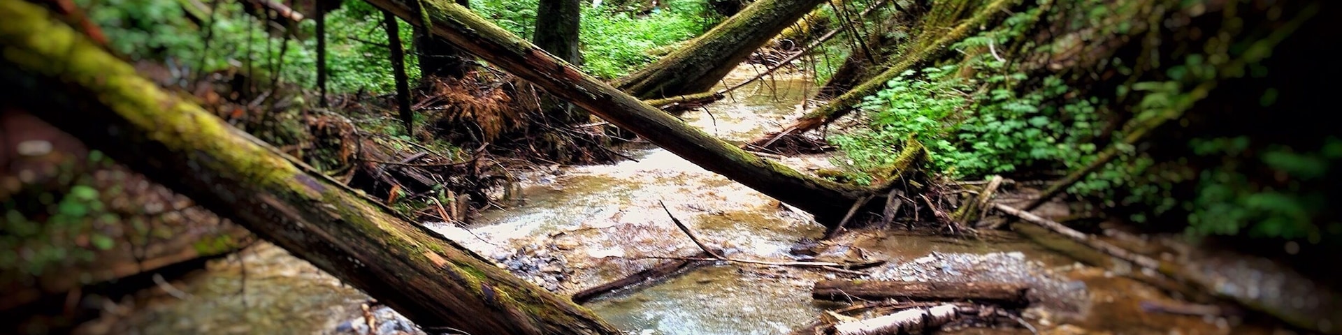 Along the path that plates you to Margaret Falls. It feels like your trapped deep within the mountain surrounded by towering trees and the smell of a rain forest. Normally a 10 minute hike - I turned it into 45 from all the photos I took and from just absorbing it all in. This place reminded me so much of Rickets Glen but in a much larger scale.