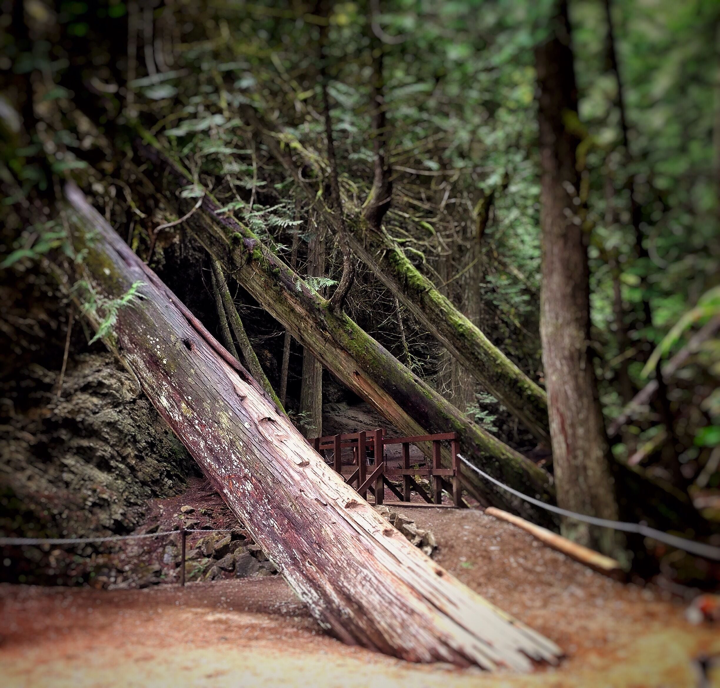 Along the path that plates you to Margaret Falls. It feels like your trapped deep within the mountain surrounded by towering trees and the smell of a rain forest. Normally a 10 minute hike - I turned it into 45 from all the photos I took and from just absorbing it all in. This place reminded me so much of Rickets Glen but in a much larger scale.