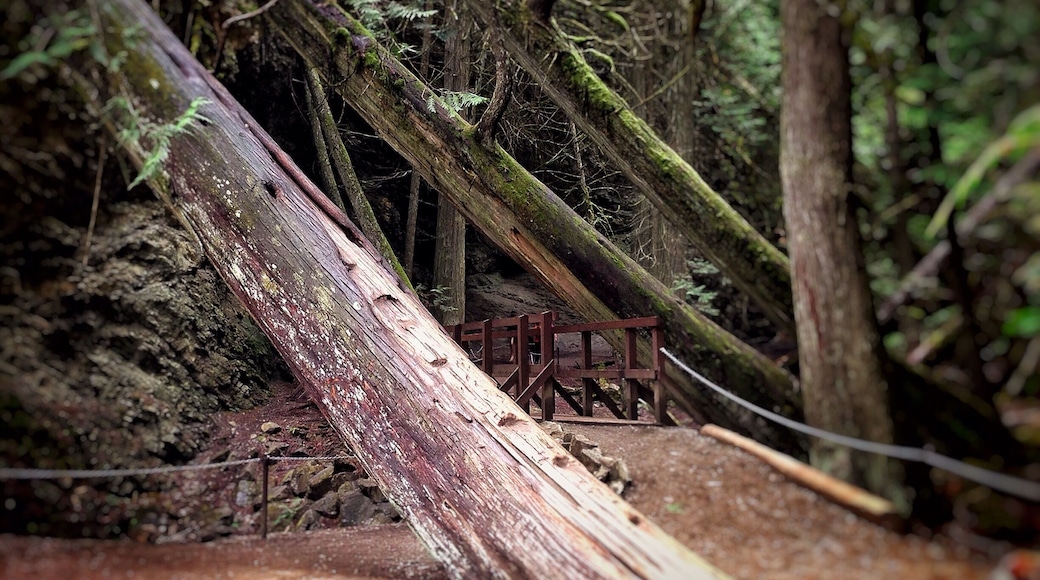 Along the path that plates you to Margaret Falls. It feels like your trapped deep within the mountain surrounded by towering trees and the smell of a rain forest. Normally a 10 minute hike - I turned it into 45 from all the photos I took and from just absorbing it all in. This place reminded me so much of Rickets Glen but in a much larger scale.