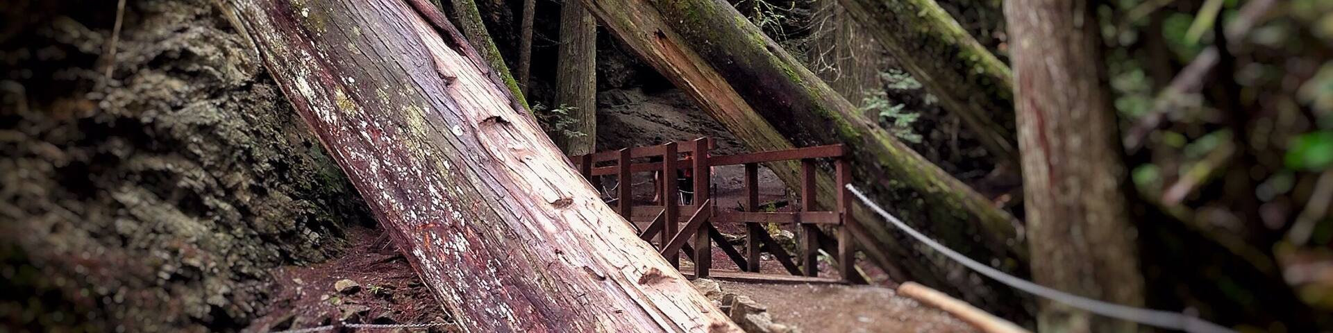 Along the path that plates you to Margaret Falls. It feels like your trapped deep within the mountain surrounded by towering trees and the smell of a rain forest. Normally a 10 minute hike - I turned it into 45 from all the photos I took and from just absorbing it all in. This place reminded me so much of Rickets Glen but in a much larger scale.