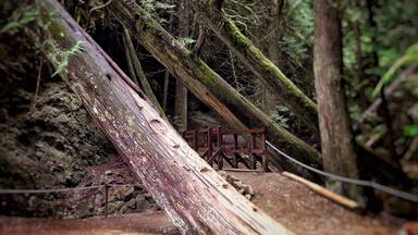 Along the path that plates you to Margaret Falls. It feels like your trapped deep within the mountain surrounded by towering trees and the smell of a rain forest. Normally a 10 minute hike - I turned it into 45 from all the photos I took and from just absorbing it all in. This place reminded me so much of Rickets Glen but in a much larger scale.