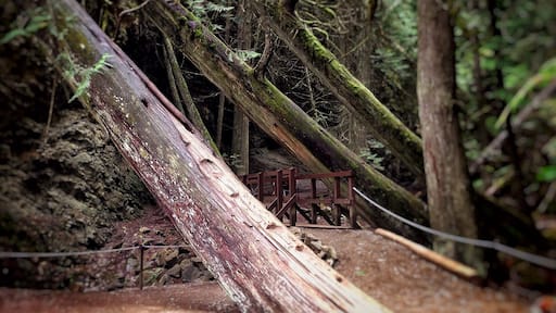 Along the path that plates you to Margaret Falls. It feels like your trapped deep within the mountain surrounded by towering trees and the smell of a rain forest. Normally a 10 minute hike - I turned it into 45 from all the photos I took and from just absorbing it all in. This place reminded me so much of Rickets Glen but in a much larger scale.