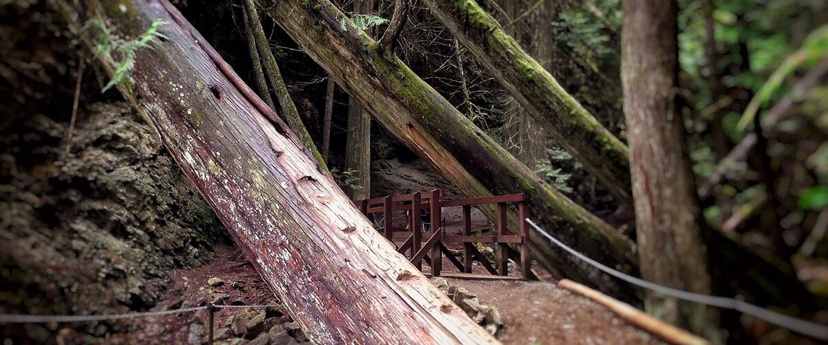 A fallen tree blocking a forest path.