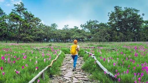 Asian woman travel nature. Travel relax. Photography Cucumber sessilis flower field.