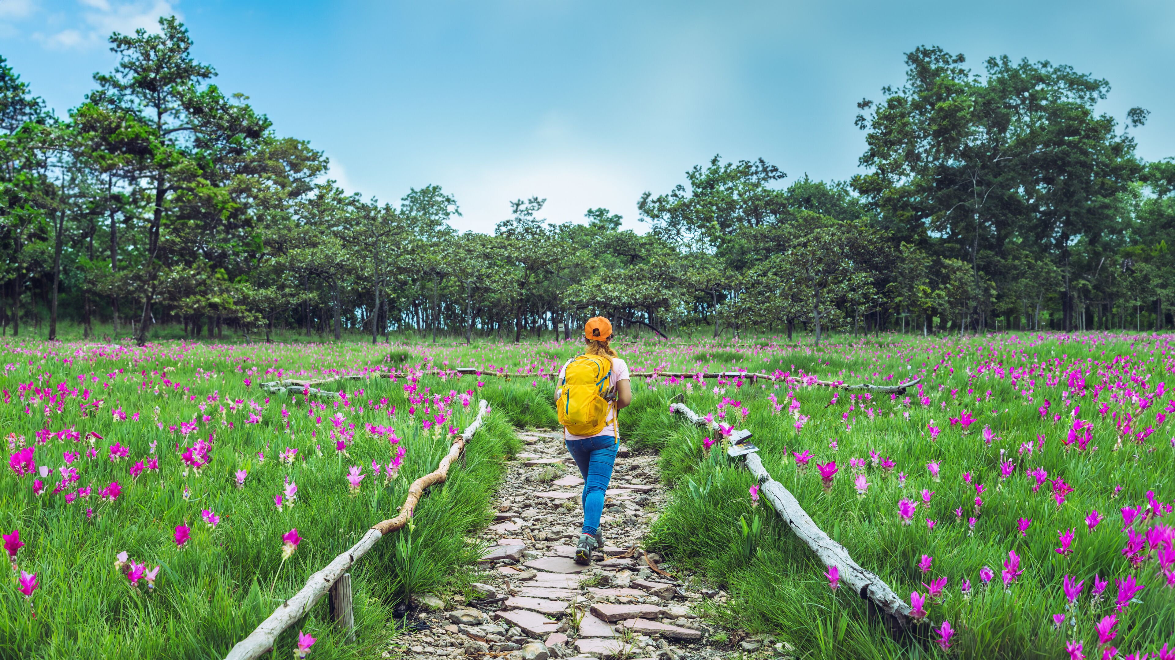 A person walking on a stone path through a field of pink flowers with trees in the background.