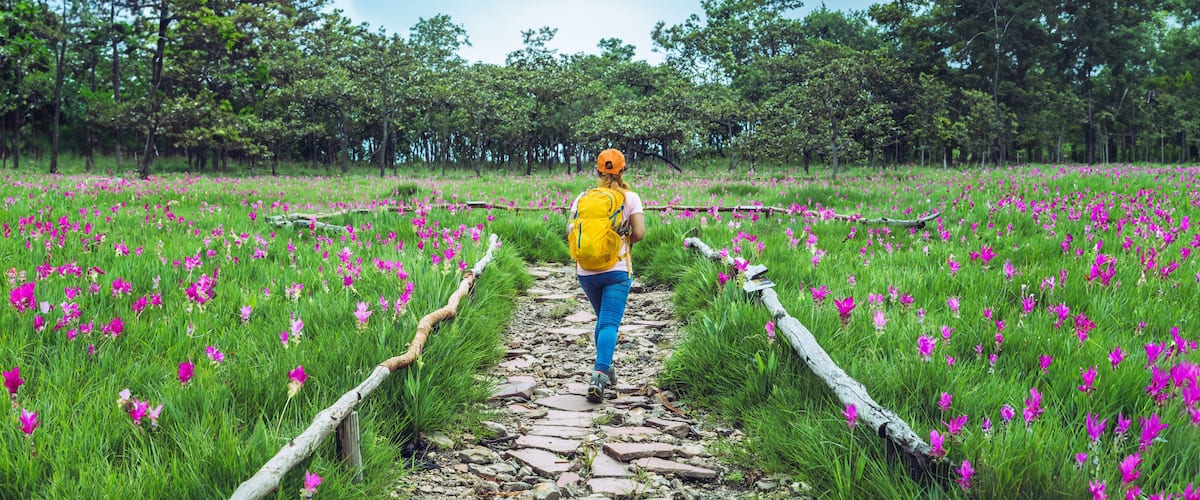 A person walking on a stone path through a field of pink flowers with trees in the background.