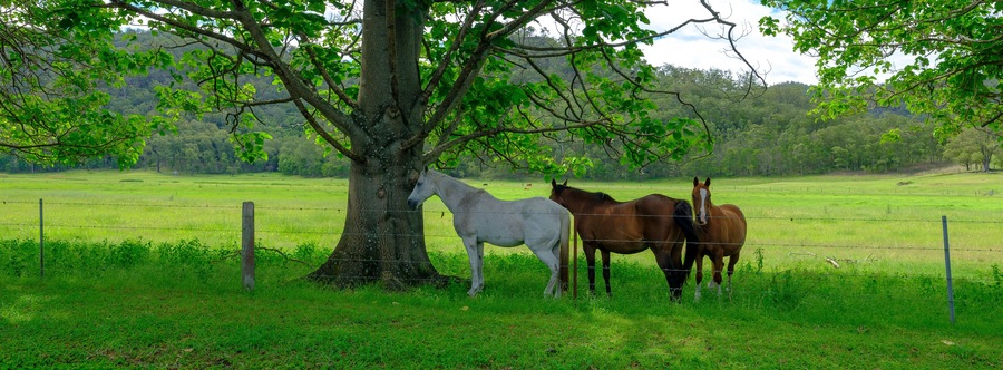 Three horses in the shade in a field on the Great Northern Road between Wiseman's Ferry and Bucketty, Yengo National Park, NSW, Australia