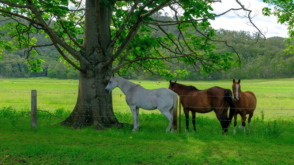 Three horses in the shade in a field on the Great Northern Road between Wiseman's Ferry and Bucketty, Yengo National Park, NSW, Australia