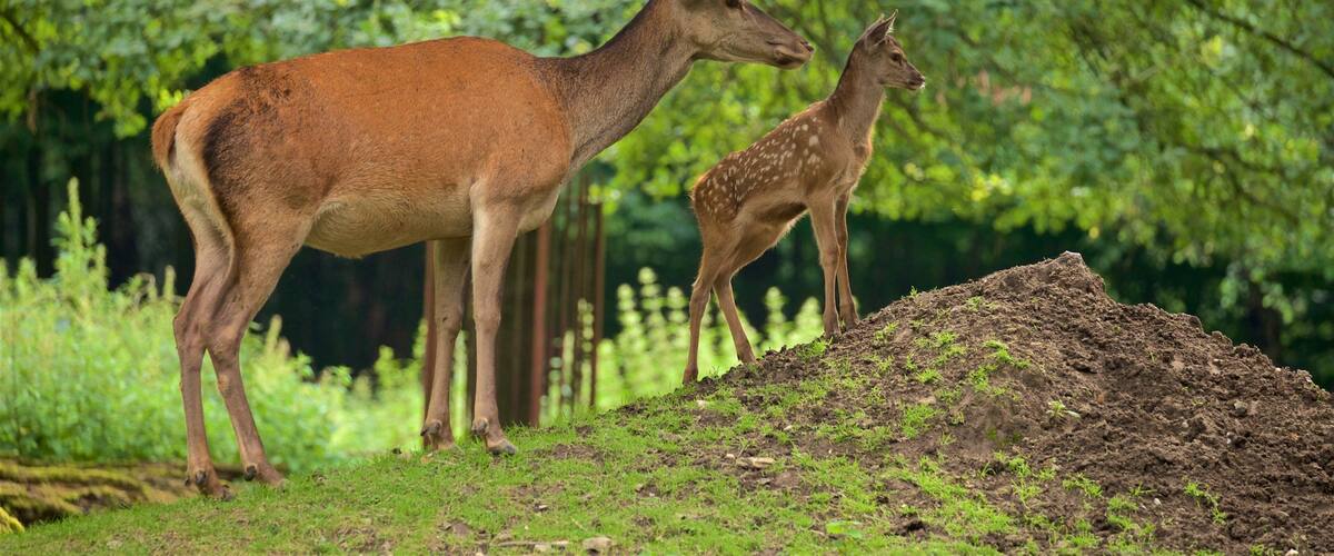 Olderdissen Animal Park showing zoo animals, land animals and cuddly or friendly animals