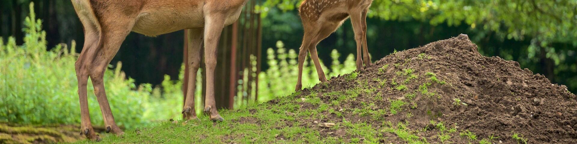 Heimat-Tierpark Olderdissen mit einem Landtiere, Zootiere und niedliche oder freundliche Tiere
