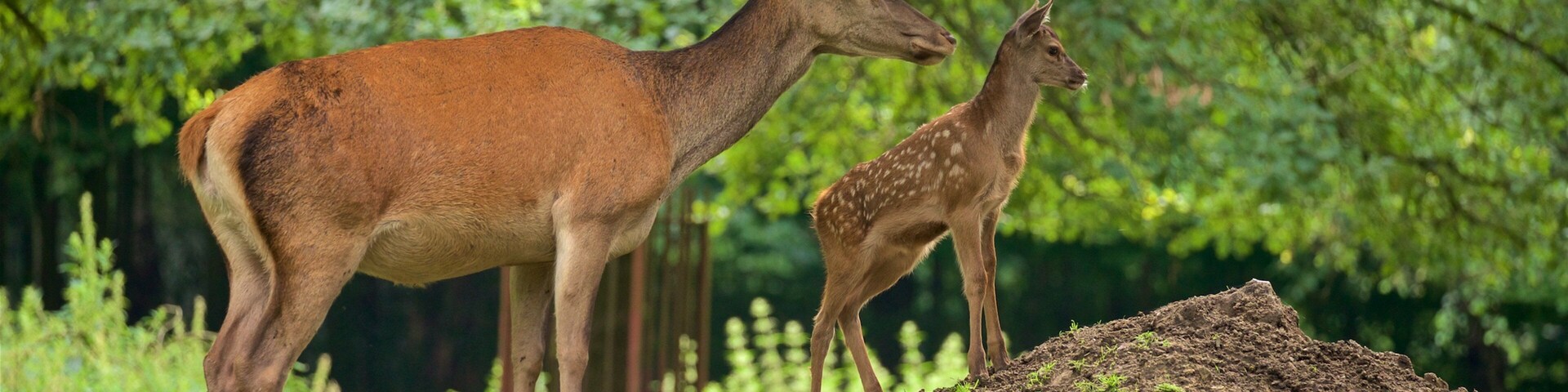 Olderdissen Animal Park showing zoo animals, land animals and cuddly or friendly animals