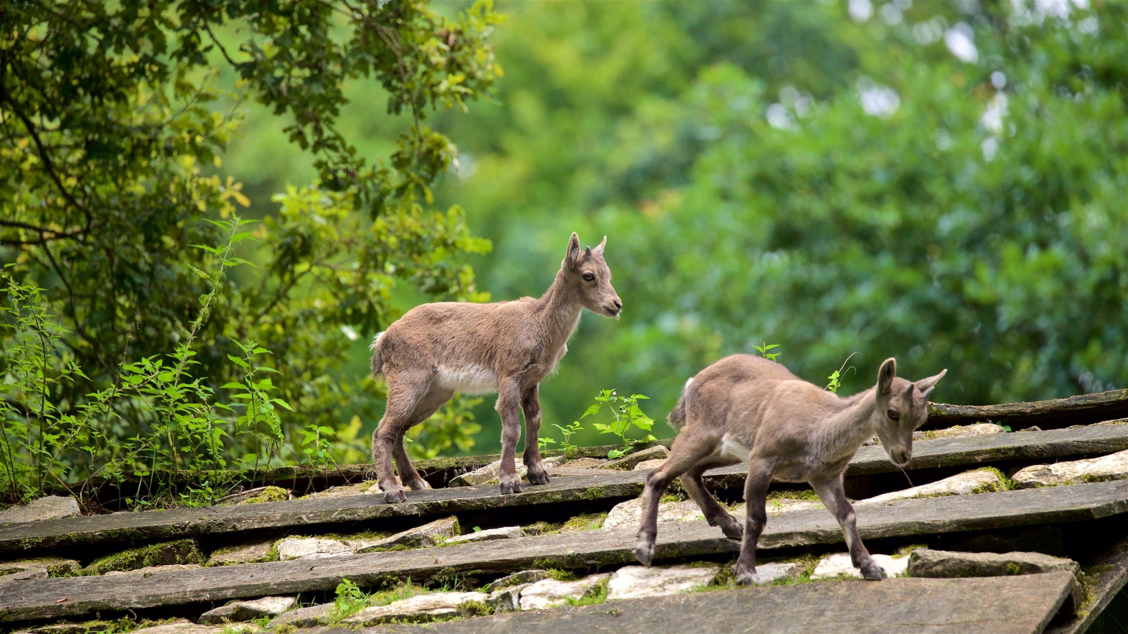 Tierpark Olderdissen toont schattige dieren en bos