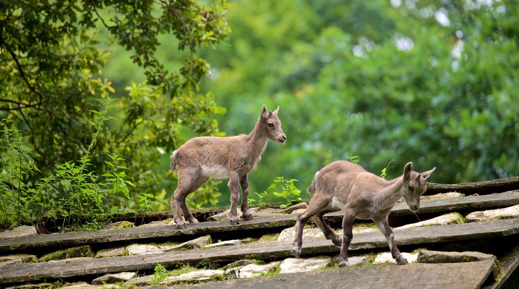 Parc animalier Olderdissen