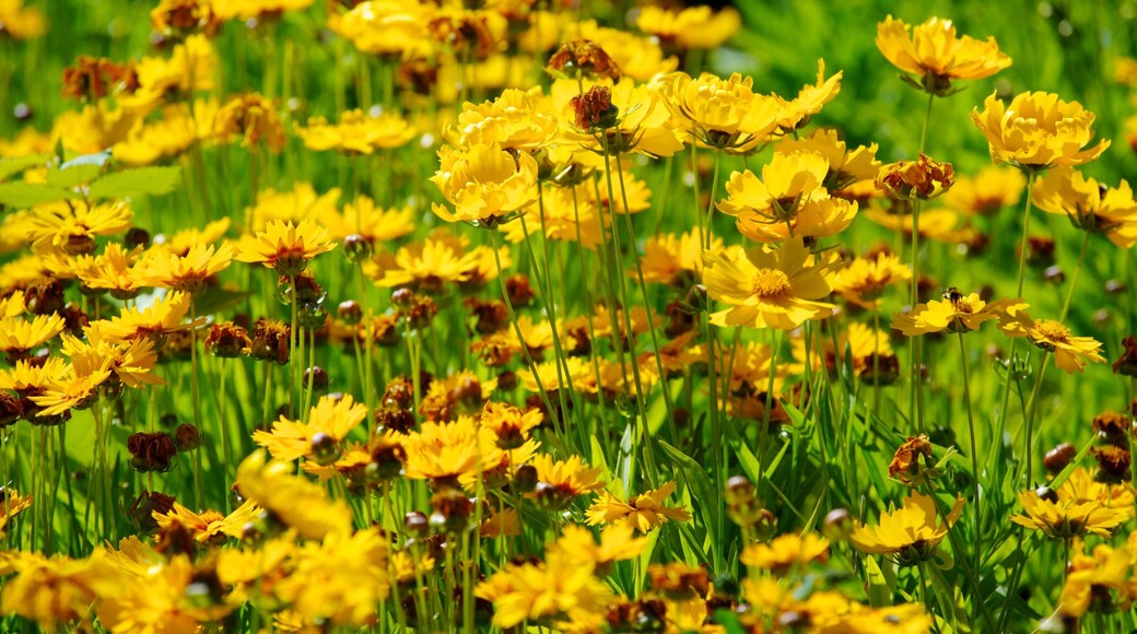 English Camp showing flowers and wildflowers