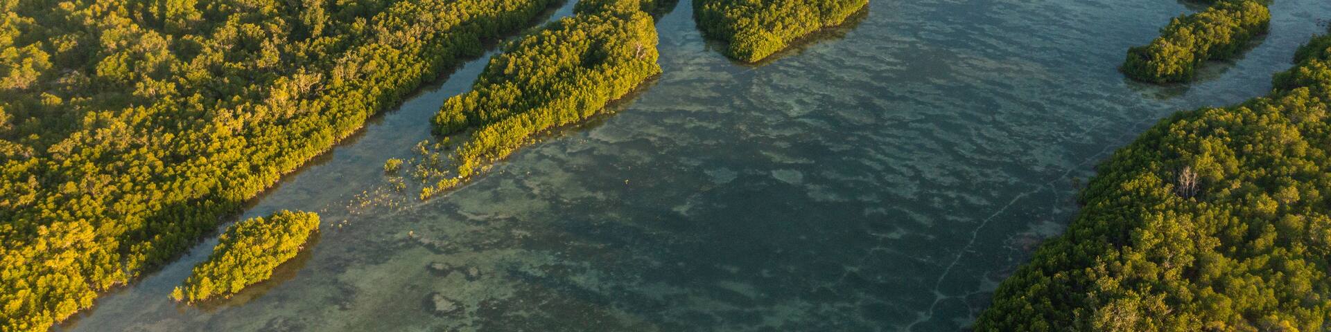 Coastal wetland ecosystem, mangrove forest and clear waters in Olango Island, Lapu-Lapu, Philippines.