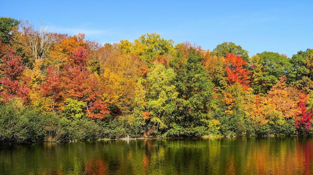 Colorful and autumnal trees reflecting in the water, at the St Bruno national park, Québec