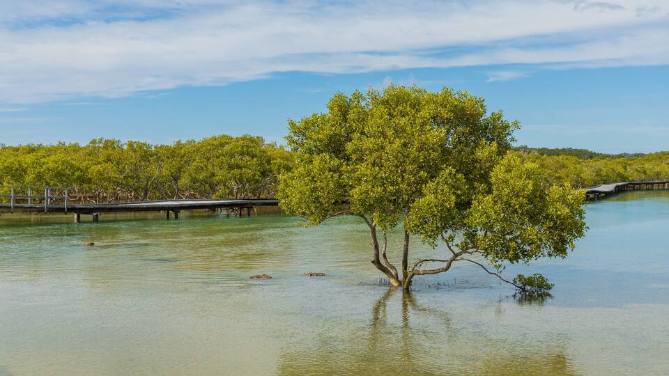 A mangrove tree in shallow water with a bridge in the background.