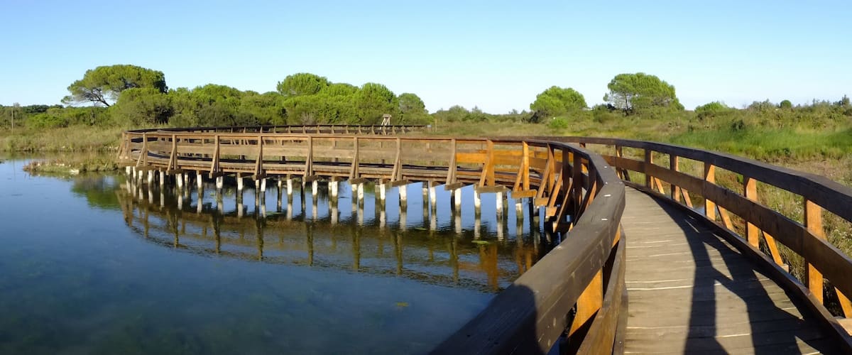 A wooden bridge over a calm body of water, surrounded by greenery and trees.