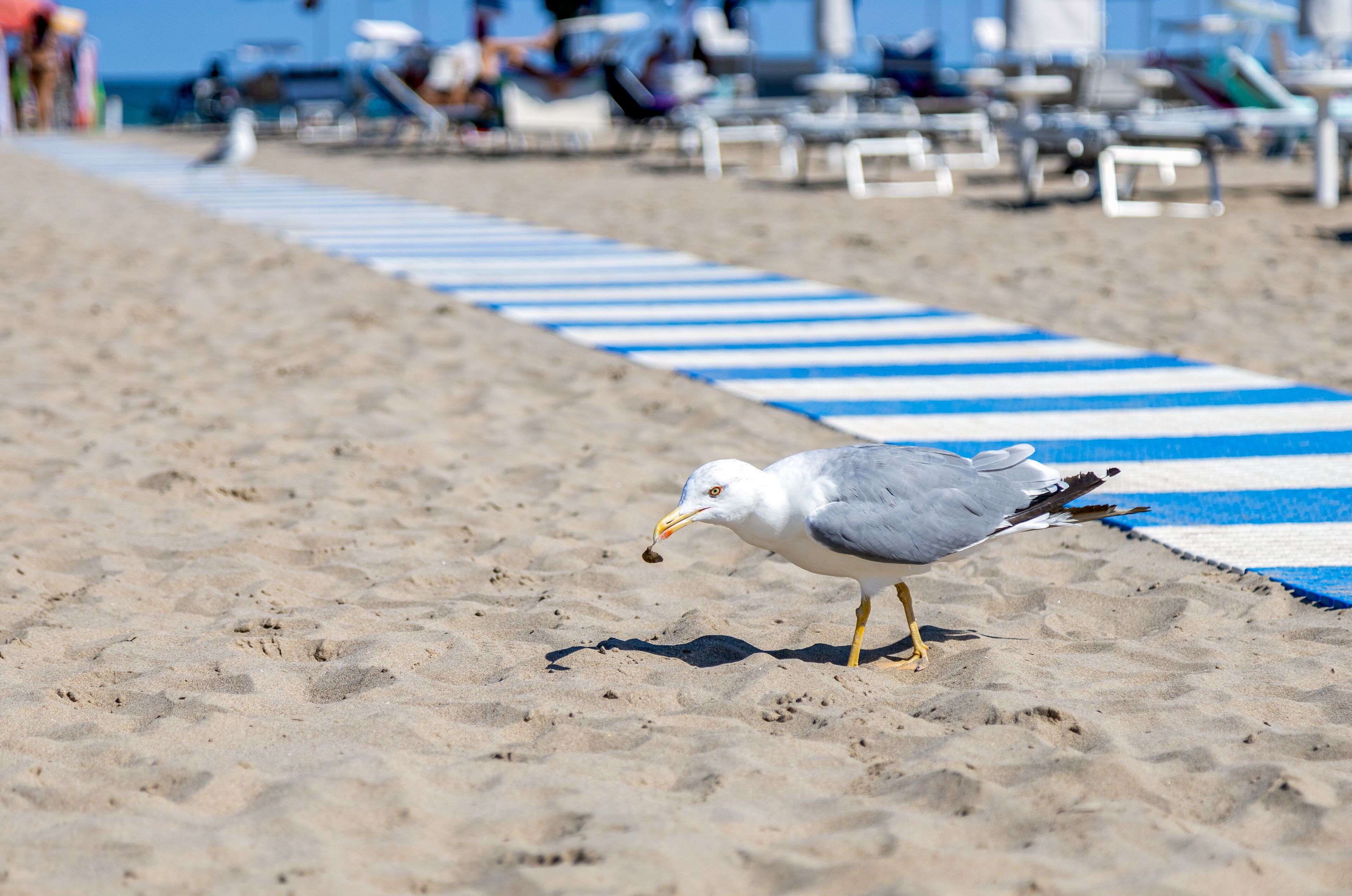 Un goéland sur une plage de sable, avec en arrière-plan des serviettes rayées bleues et blanches et des chaises de plage.