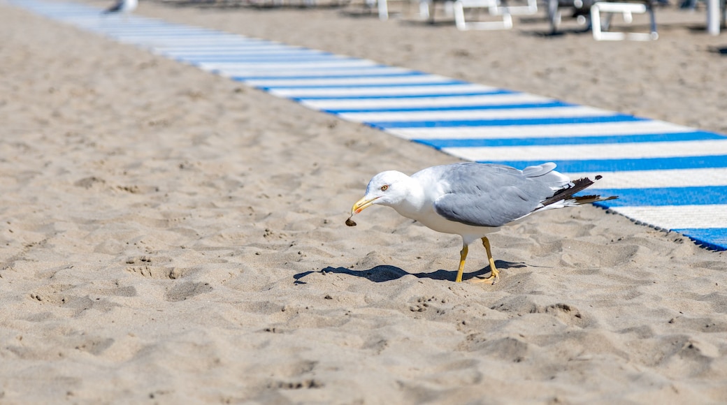 Un goéland sur une plage de sable, avec en arriÚre-plan des serviettes rayées bleues et blanches et des chaises de plage.
