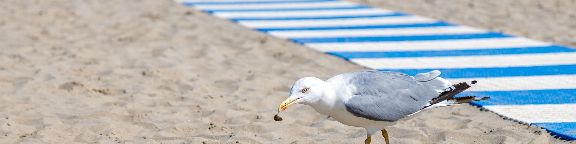 Una gaviota en una playa arenosa, con toallas azules y blancas a rayas y sillas de playa al fondo.