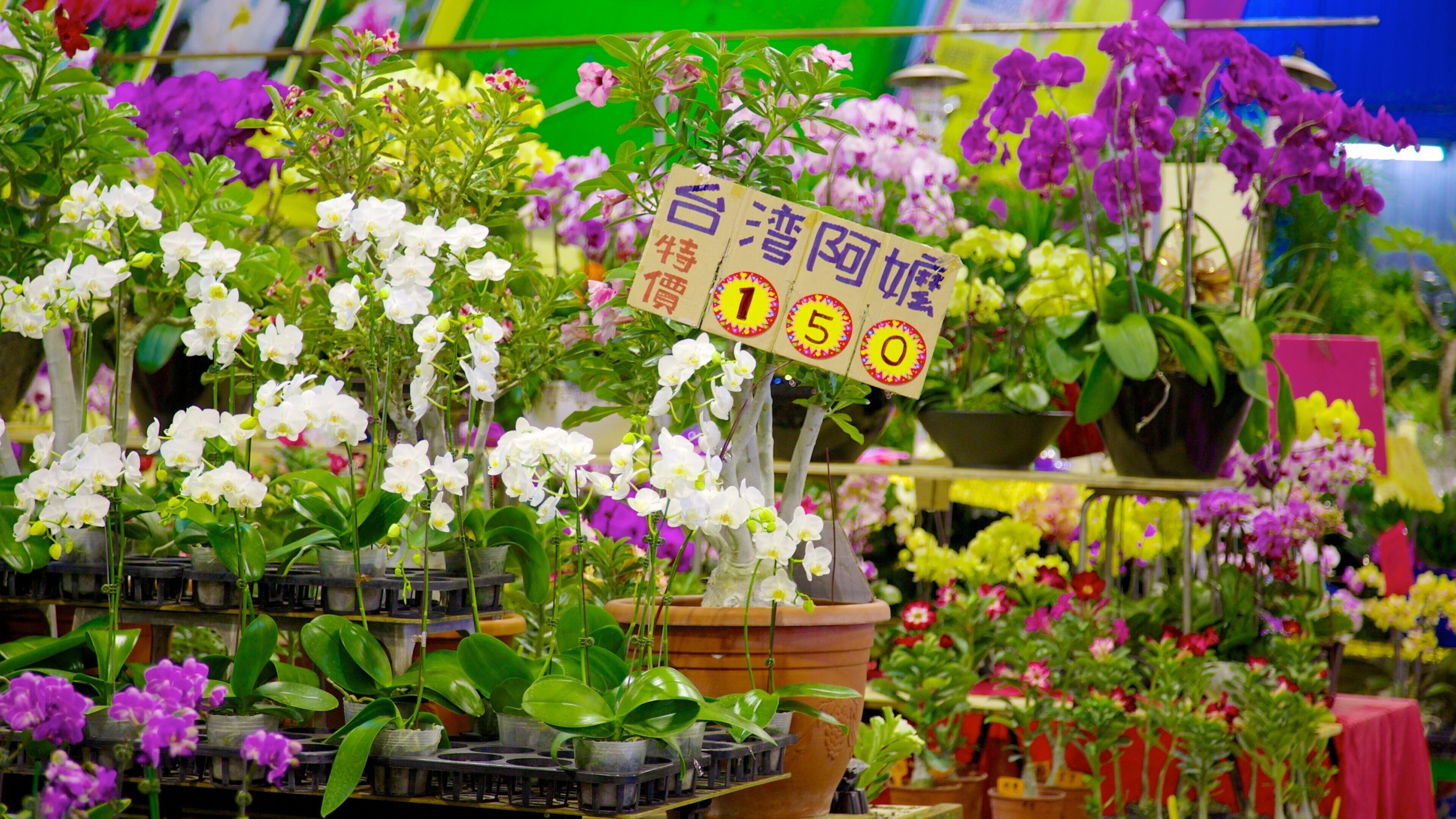 Taipei mettant en vedette fleurs