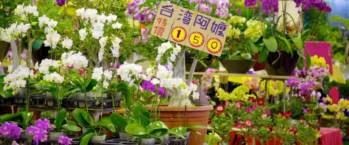 Taipéi que incluye flores