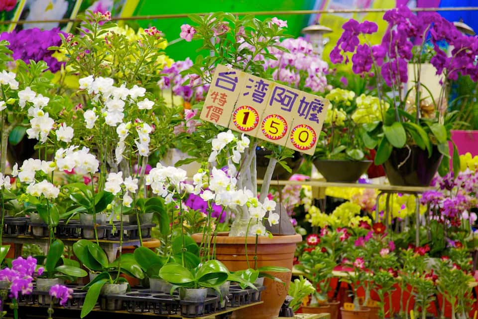 A variety of potted orchids and flowers with price tags in a market.