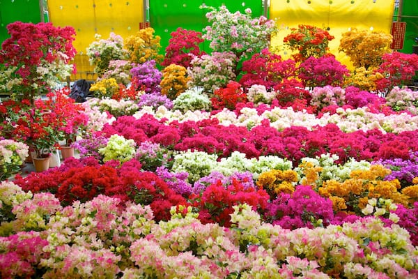 Jianguo Flower and Jade Market which includes flowers