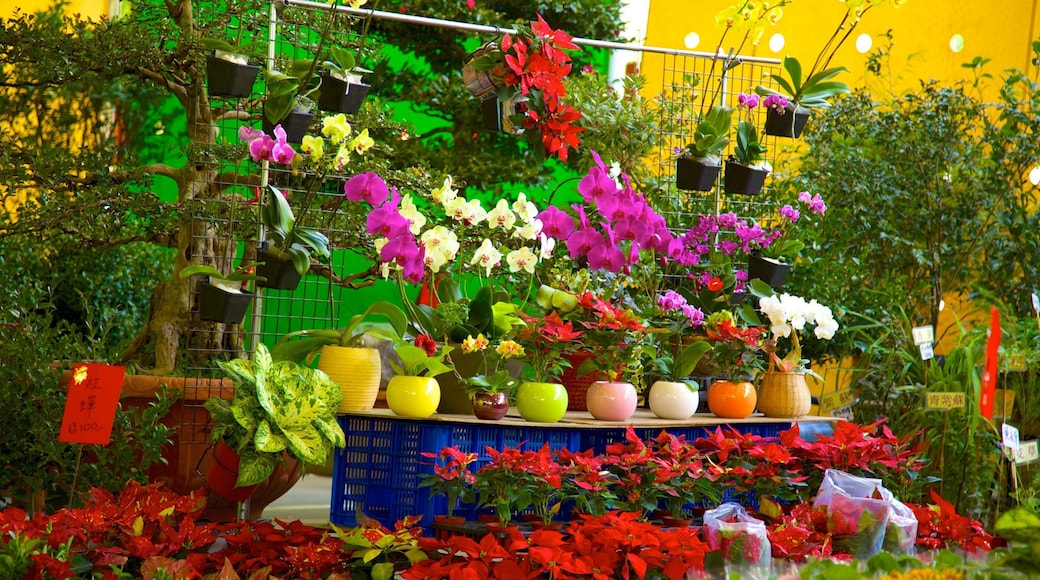 Taipei featuring flowers