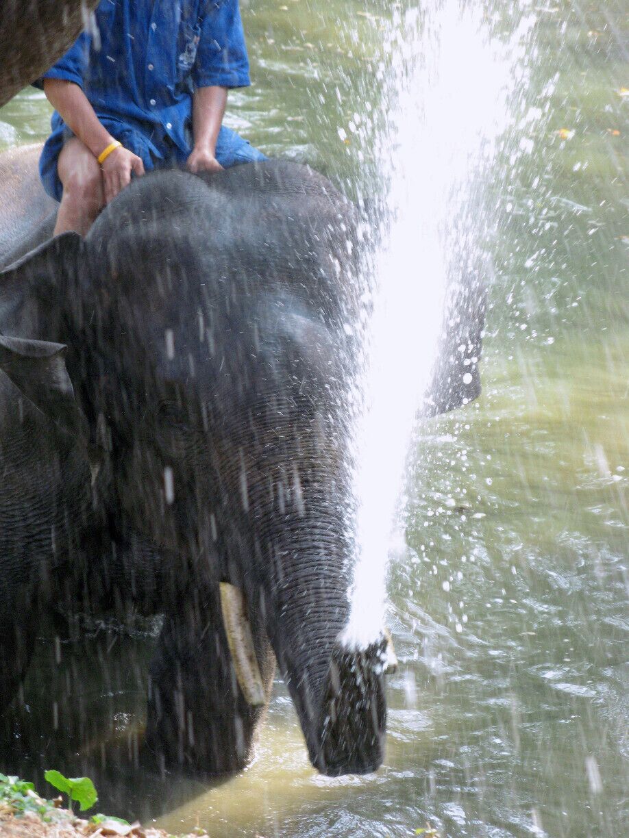 Get up close with Thai elephants at this conservation centre.  Here, you can see the elephants bathing, visit the elephant hospital and learn about how they make paper out of elephant dung!
