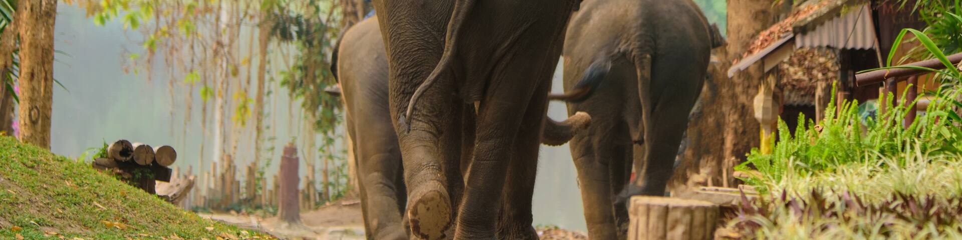 Elephant caretaker Thai elephant day at The Thai Elephant Conservation Center Lampang, Hang Chat, Lampang.
