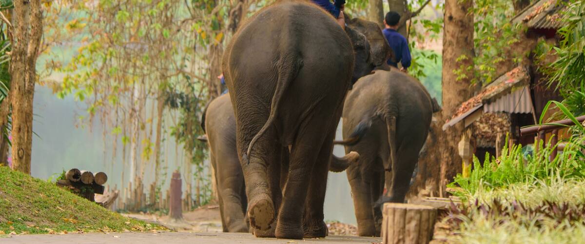 Two elephants with riders walking along a path surrounded by trees and vegetation.