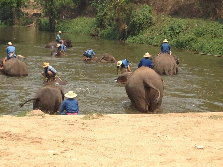 Elephants was bathing at Thai Elephants Conservation Center, Lampang province in northern of Thailand