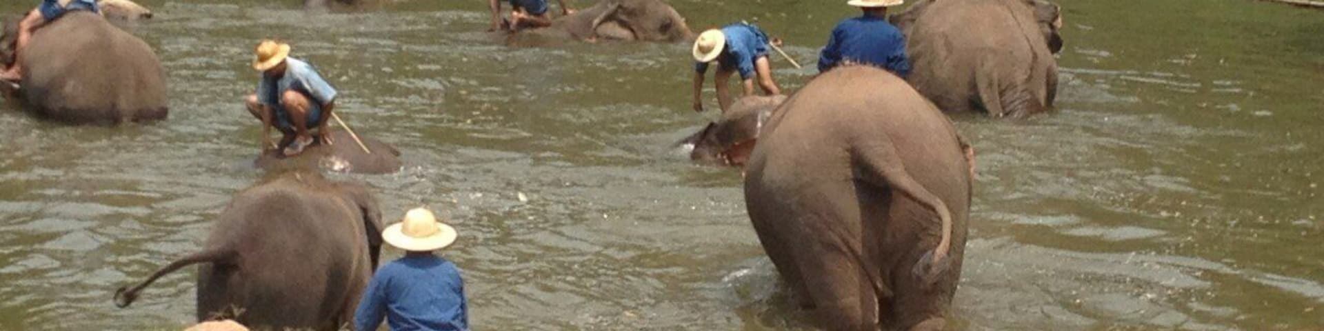 Elephants was bathing at Thai Elephants Conservation Center, Lampang province in northern of Thailand
