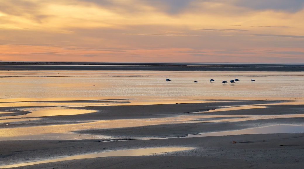 Plage de Paine's Creek