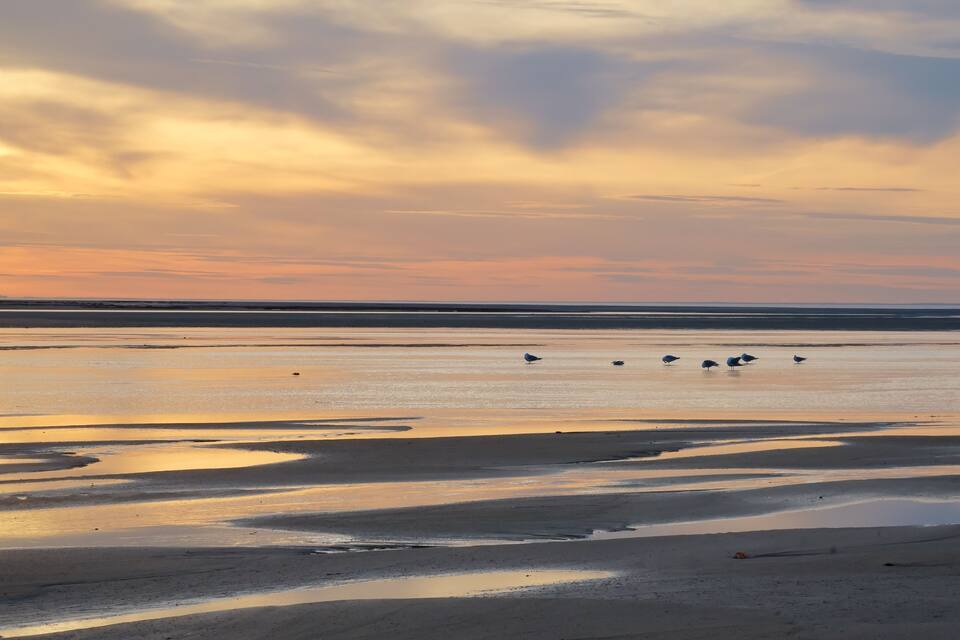 A beach at sunset with birds on the sand and a cloudy sky.