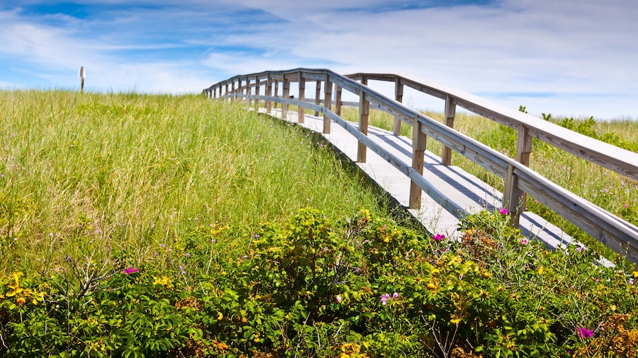 Camino junto al mar de Sandwich