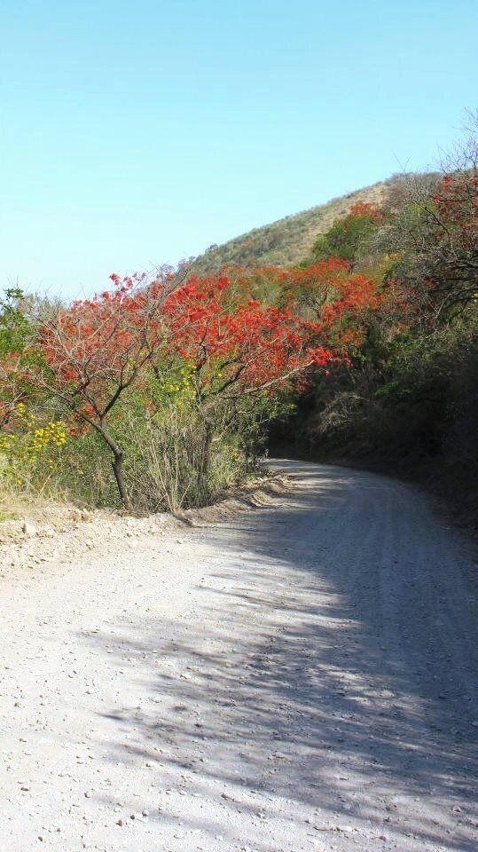 planta argentina, El Ceibo.